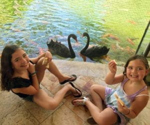 Two girls sit and feed the swans at the Hyatt Regency Aruba.