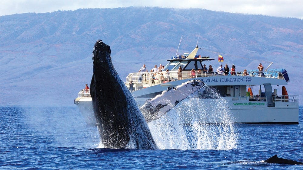 A large whale jumps out of the water in front of a whale watching cruise.