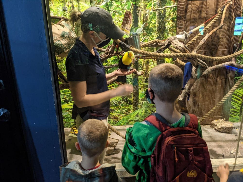 Two boys look on as a zookeeper feeds the birds at the Phoenix Zoo.