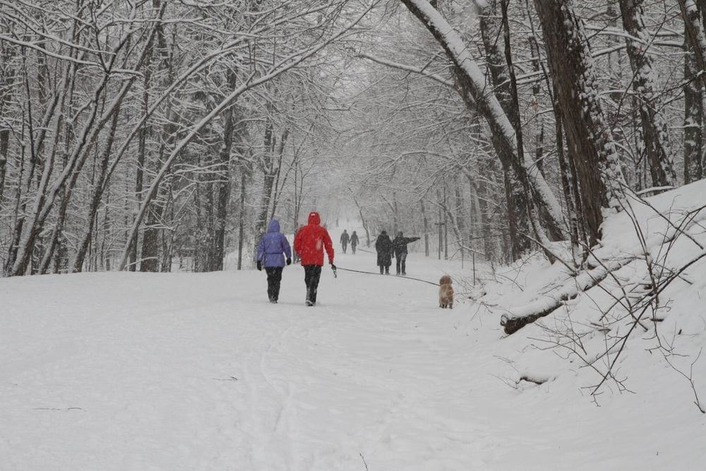 A couple, one in red and one in blue, walk their dog on a snow-covered path in Montreal.