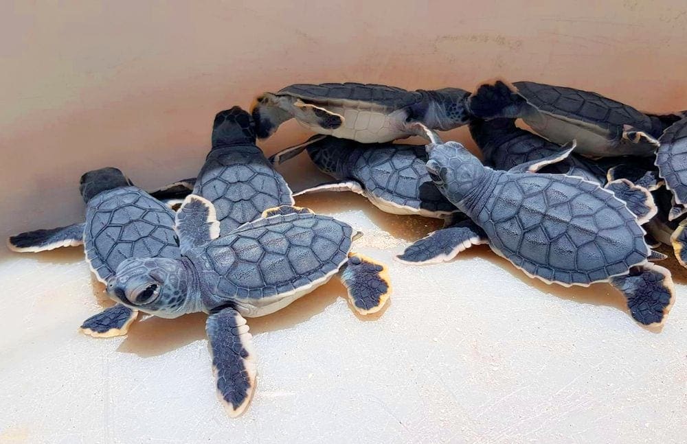 Several baby sea turtles waiting to be released to the wild.