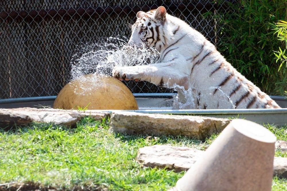 A white tiger plays with an orange ball in a pool at the Austin Zoo.