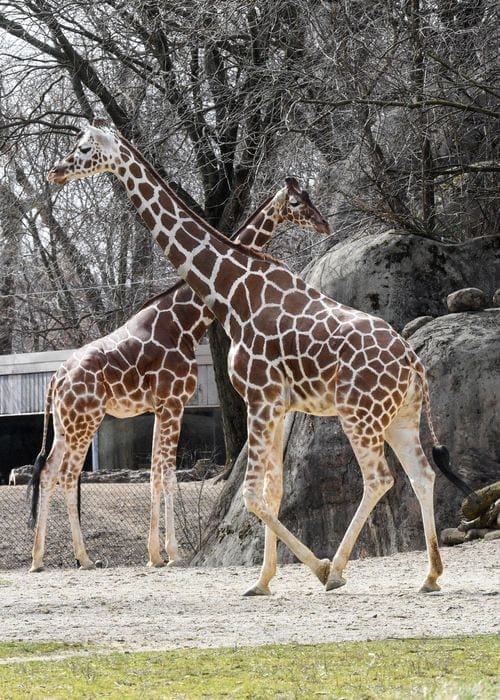 Two giraffes stands within their habitat at the Brookfield Zoo.