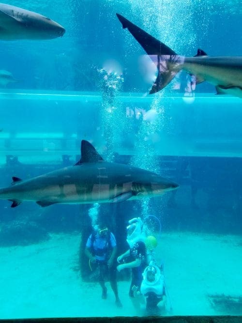 Man and Boy in an aquarium wearing snuba helmets and walking on bottom surrounded by sharks.