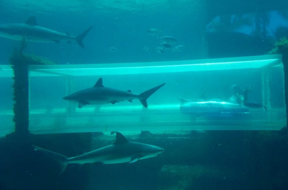 Several sharks swim in a tank at an aquarium.