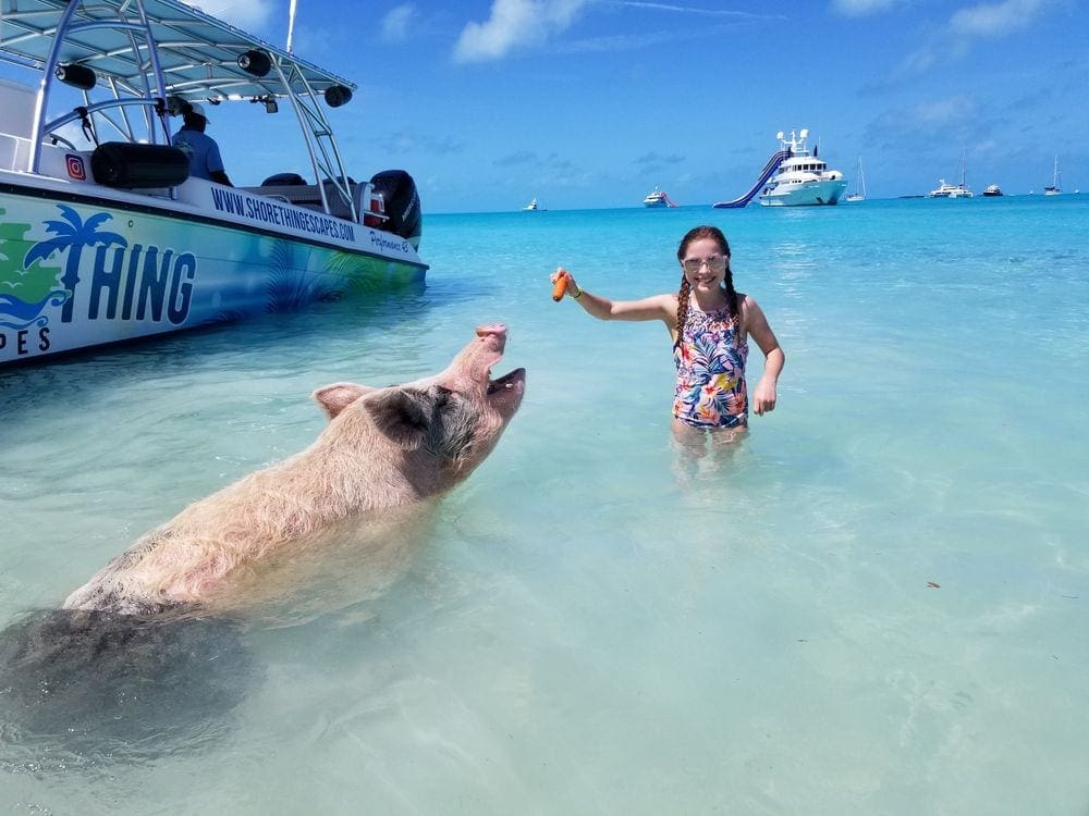 A young girl feeds a pig a carrot in the ocean near the Bahamas.