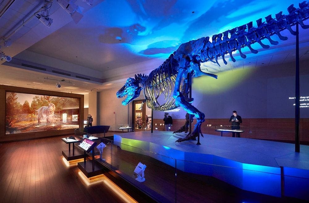 A giant t-rex fossil stands at the Chicago Field Museum.