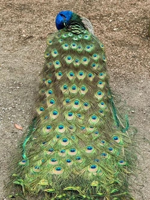 A large peacock at the Magnolia Plantation.