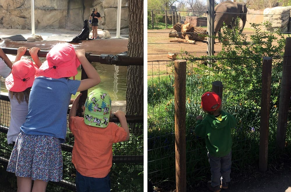 Left Image: Three kids hang on a fence overlooking an animal display at the Denver Zoo. right Image: A young boy looks on at an elephant at the Denver Zoo, one of the best things to do in Colorado with kids.
