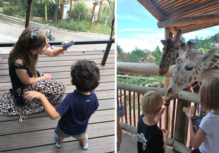Left Image: A young boy looks on at a woman holding a bird at the Cheyenne Mountain Zoo. Right Image: Two kids feed a giraffe at the Cheyenne Mountain Zoo, one of the best things to do in Colorado with kids.