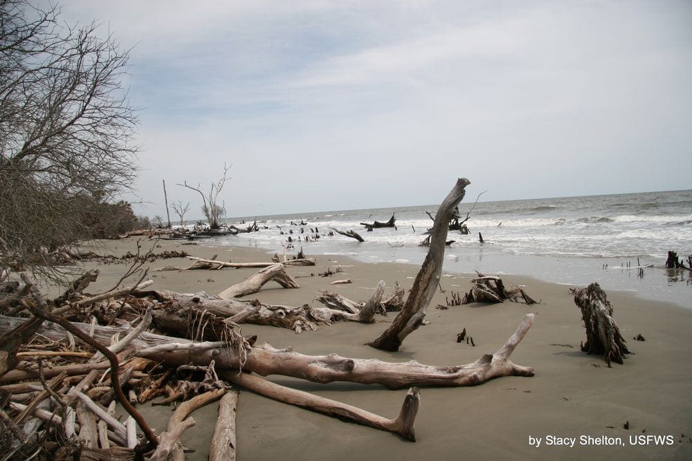 Several pieces of large drift wood dot the shores of Bulls Island.