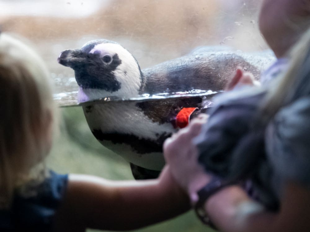 A young child and her parent look on at a penguin at the Audubon Aquarium of the Americas.