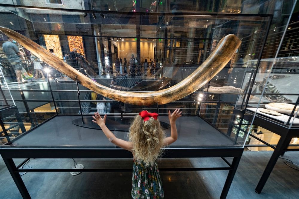 A young girl looks at a huge fossile in an exhibit case at the natural science exhibits.