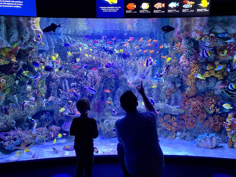 A young child and their dad look into a large aquarium at the New England Aquarium, one of the best things to do in Boston with kids.