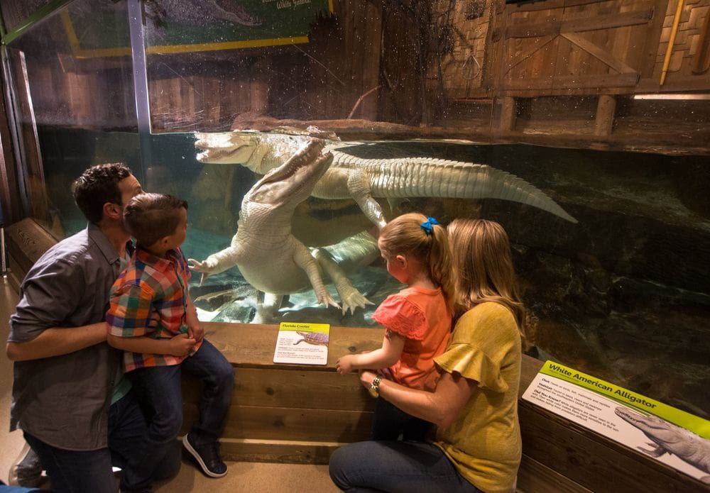 A family of four looks at two albino alligators in an exhibt at the Newport Aquarium.