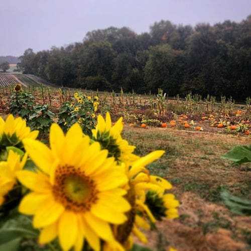 Bright yellow flowers in the foreground, while a field of pumpkins rests in the distance at Butler's Orchard.