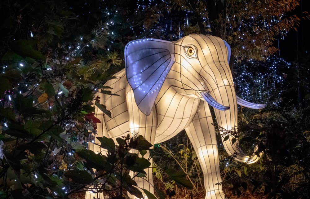 A lit white elephant Christams display at the Cincinnati Zoo and Botanical Garden, one of the best zoos in the Midwest for families.