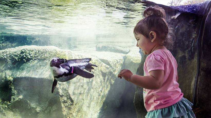 A toddler girl watches in awe as a penguin swims through an exhibit at the Lincoln Park Zoo, one of the best zoos in the Midwest for families.