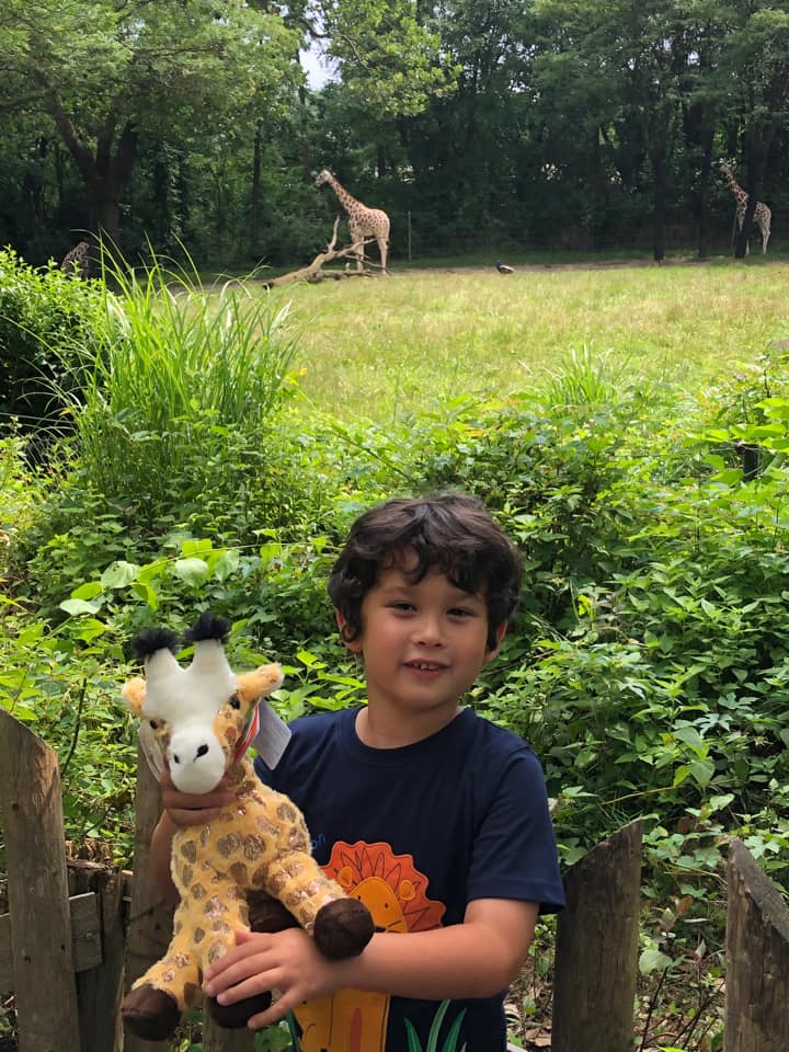 A young boy holds a stuffed giraffe while a real giraffe walks in the distance at the Bronx Zoo.