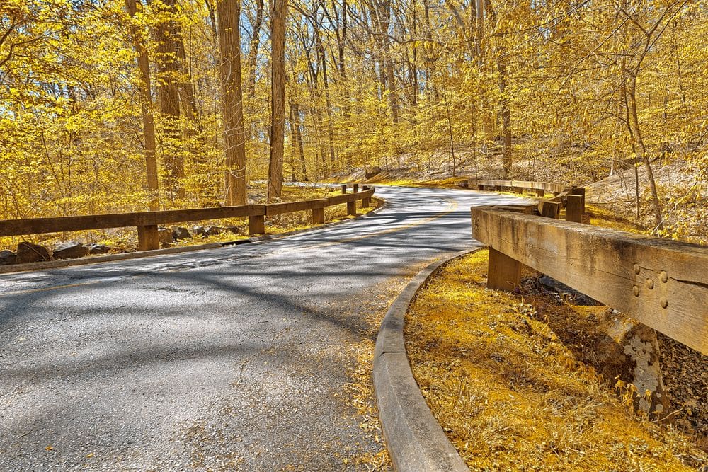 A winding road extends through bright yellow foliage during an autumn month at Rock Creek Park, one of the best hikes near DC for families.