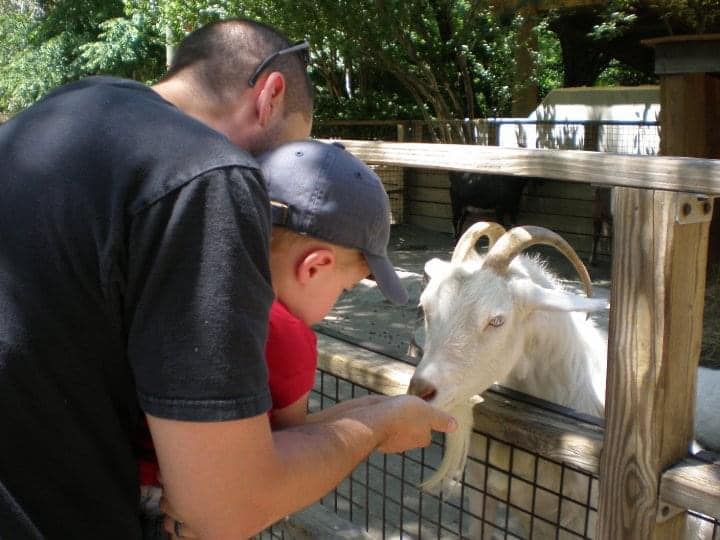 A dad holds his young child as they feed a goat at the Bronx Zoo petting zoo area.