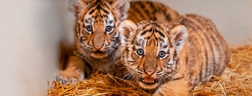 Two baby tiger cubs sit together at the Toledo Zoo and Aquarium, one of the best zoos in the Midwest for families.