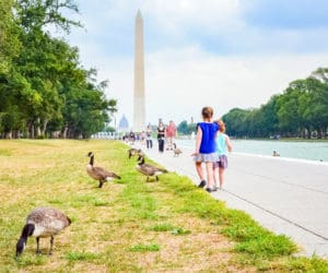 Kids walk along a sidewalk in DC near a flock of geese, with the Washington Monument in the distance.