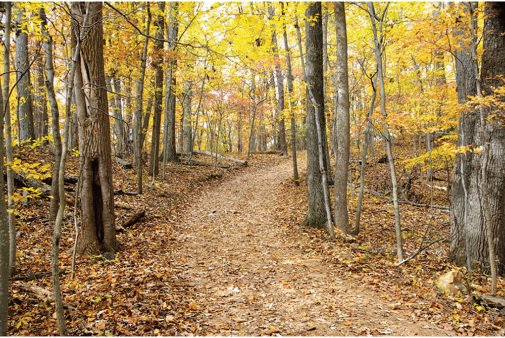 A rustic hiking path extends into a sea of yellow fall foliage near Ely, Minnesota, one of the best places to see fall colors in the Midwest for families.