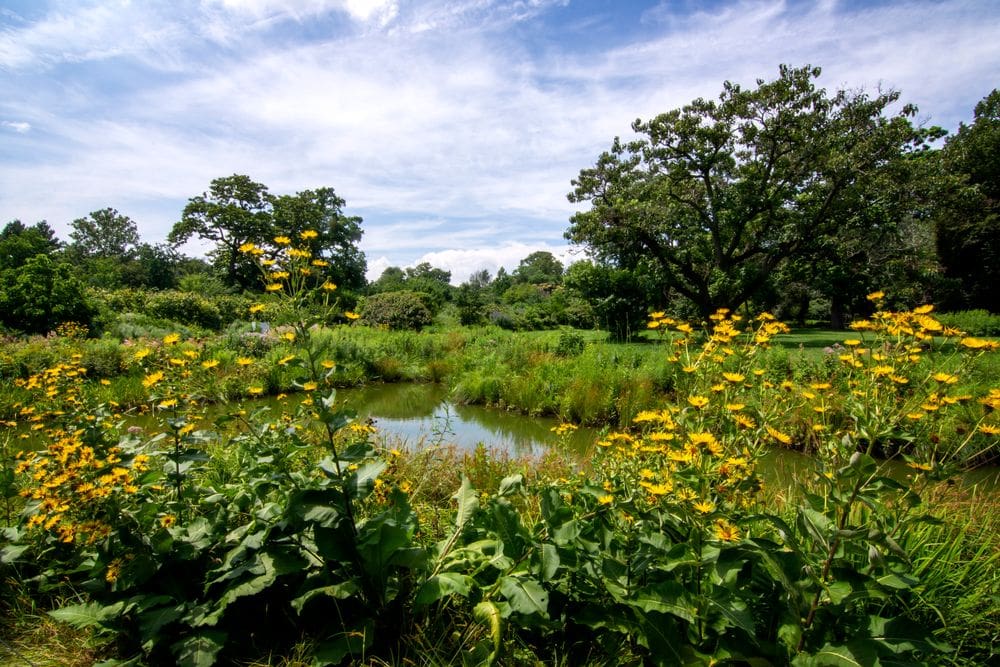 Several yellow flowers in front of a placid pond, with large green trees in the distance at the Brooklyn Botanic Garden, one of the best New York City outdoor activities for kids.