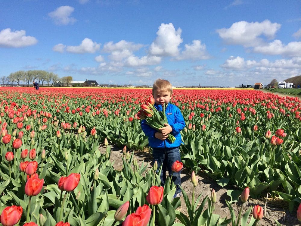A young boy holds an armful of colorful tulips while standing in a field of red tulips in Halfweb, Netherlands.