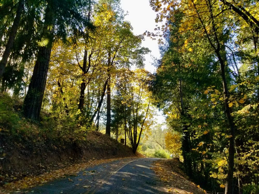 A road extends into brilliant fall foliage at Apple Hill, one of the best places for fall in California with kids.