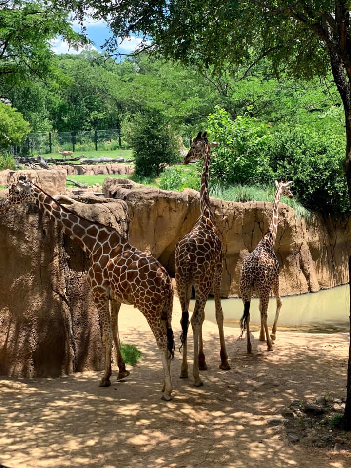 Three giraffes stand huddled together at the Dallas Zoo.
