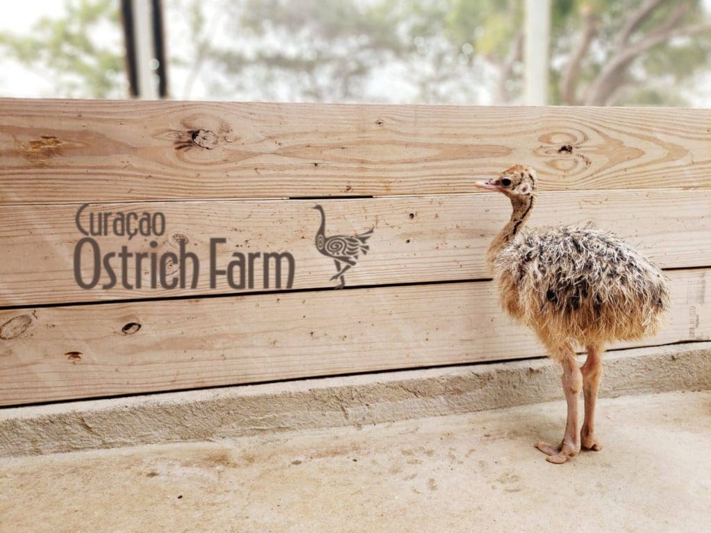A baby ostrich stands near a wooden fence reading Curacao Ostrich Farm.