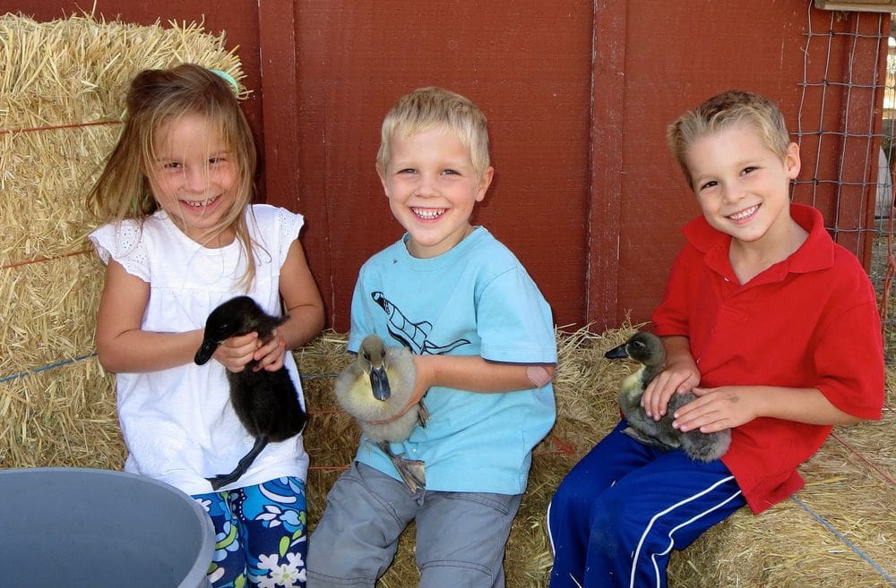 Three young kids each hold their own ducks, while sitting on hay bales, on Grandpa's Cellar in Dixon.