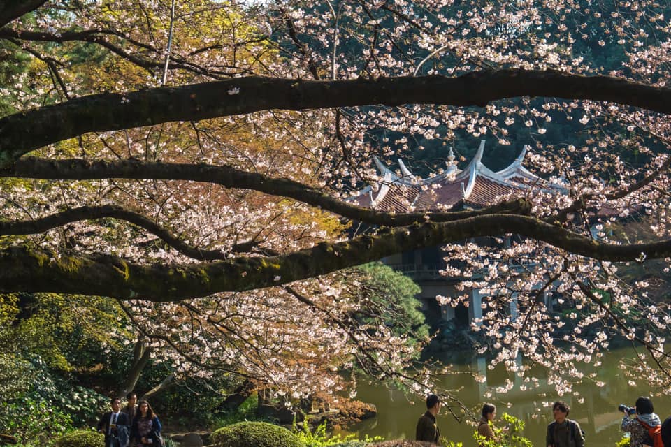 A closeup of several large branches featuring blooming cherry blossoms in Tokyo.
