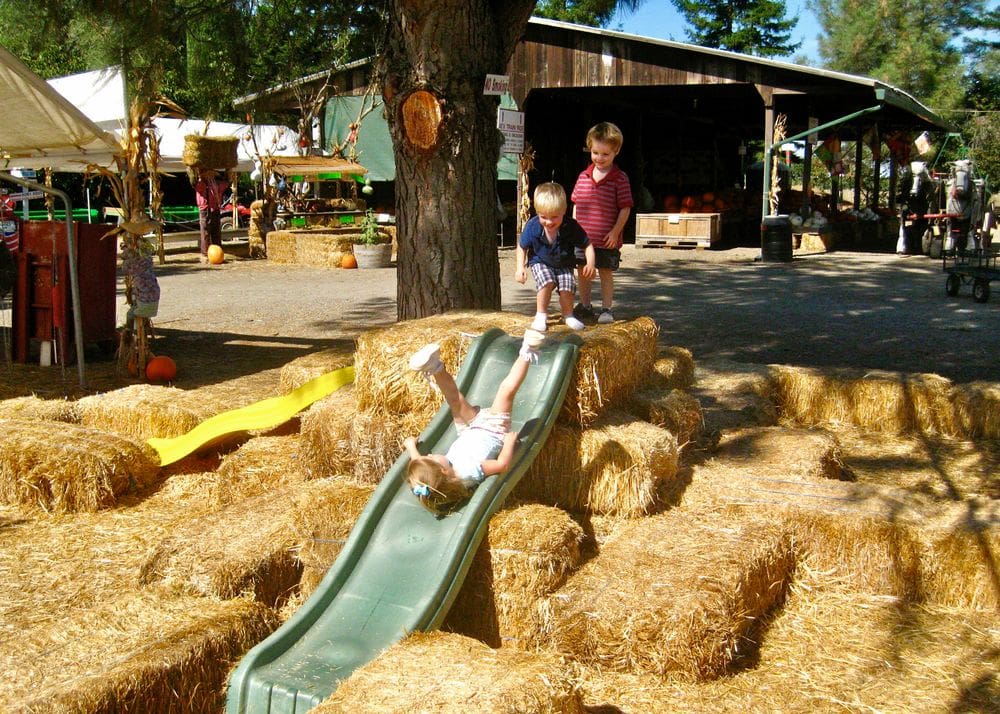 A young girl slides down a slide nestled in hay bales while her two brothers look on at Silveyville Farm.