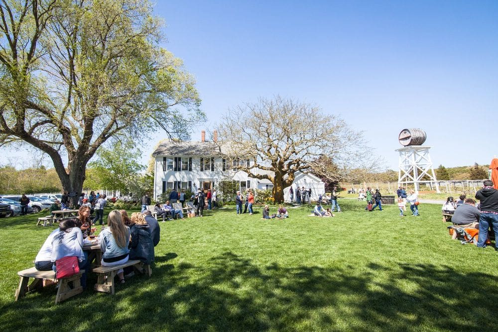 The large lawn at Truro Vineyards + South Hollow Spirits, featuring several families enjoying a sunny day.
