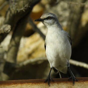 A bird perches on a branch in Curacao.