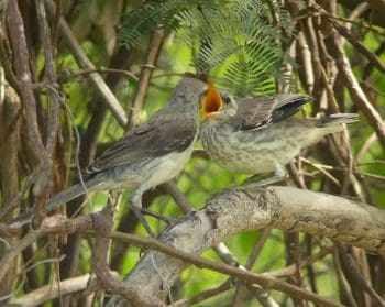 Two birds sing in a tree in Curacao.