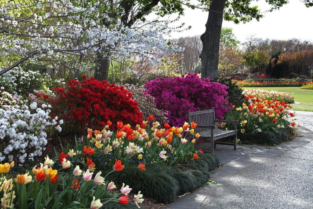 Several blooming and colorful flowers crowd a bench at the The Dallas Arboretum and Botanical Garden, including tulips and a flowering tree.