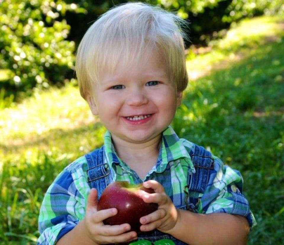 A toddler boy holds an apple while visiting an apple orchard, one of the best fall things to do in north Georgia for families!