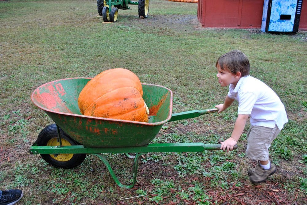 A young boy holds the handles on a green wheel-barrel, holding a giant orange pumpkin.