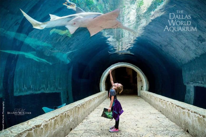 A young girl standing in an aquarium tunnel point up at a shark as it swims overhead.