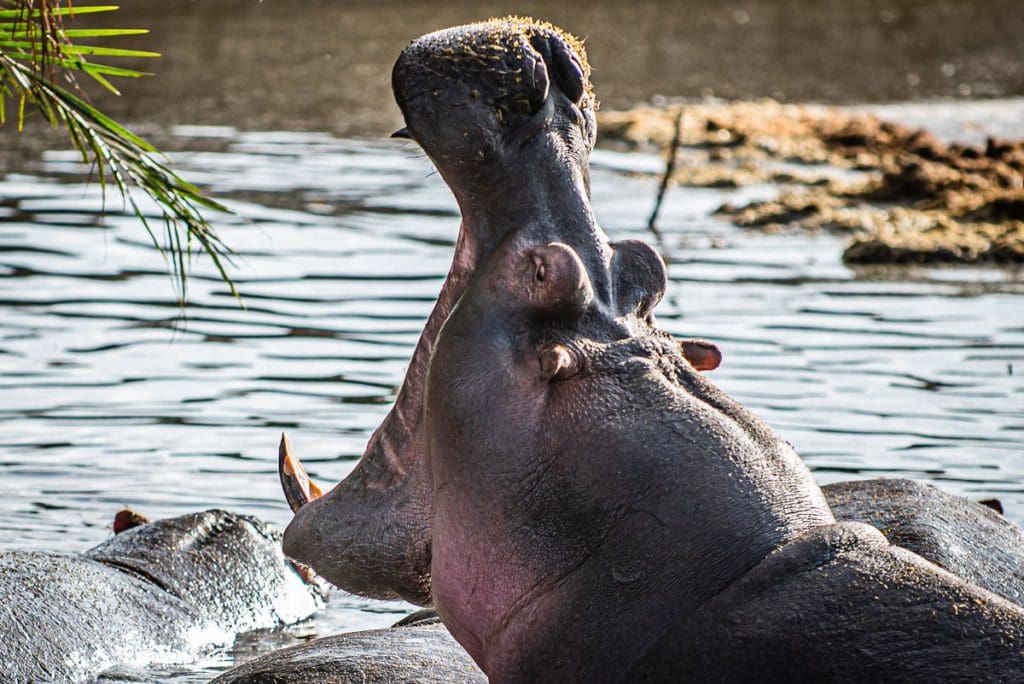 A large hippo yawns with its head outside of the water in the Serengeti, just one of the many animals you may see on this safari Itinerary Tanzania for families.