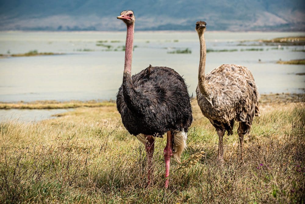 A male and female ostrich walk near a body of water in the Ngorongoro Crater.