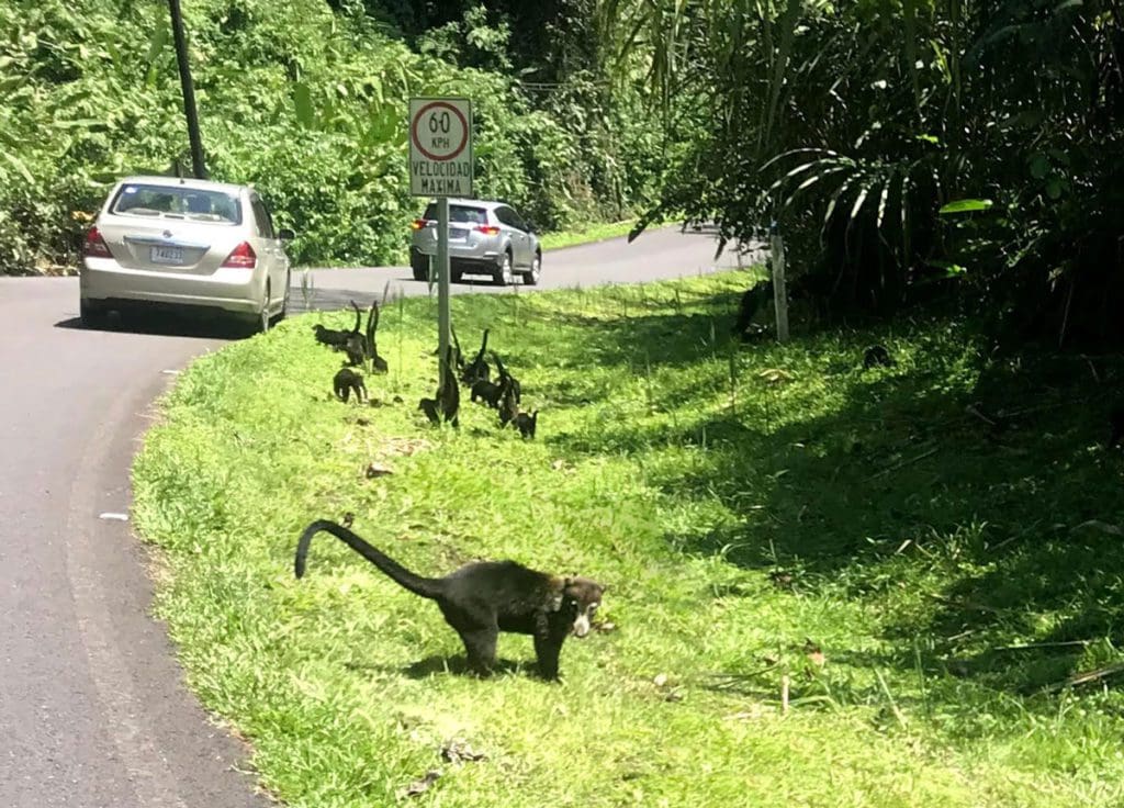 Several coatis along a road in Costa Rica.
