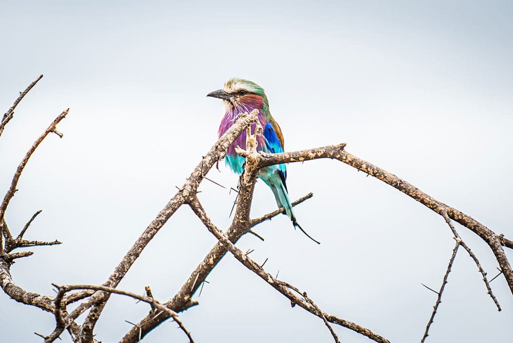 A lilac-breasted roller sits in a tree in Tarangerie National Park.