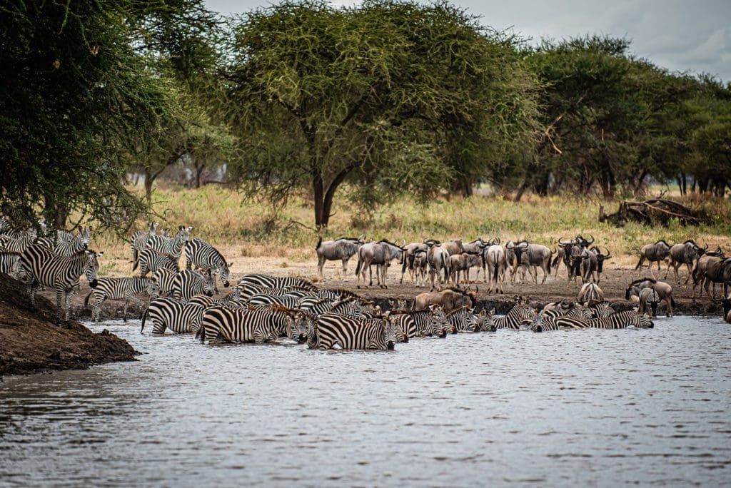 Several zebras and wildebeest cool off or take a drink at a watering hole.