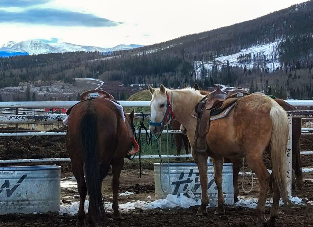 Two horses drink from a large tub, while in their pen, saddled and ready for a ride. One of the best things to do at YMCA Snow Mountain Ranch for Families.