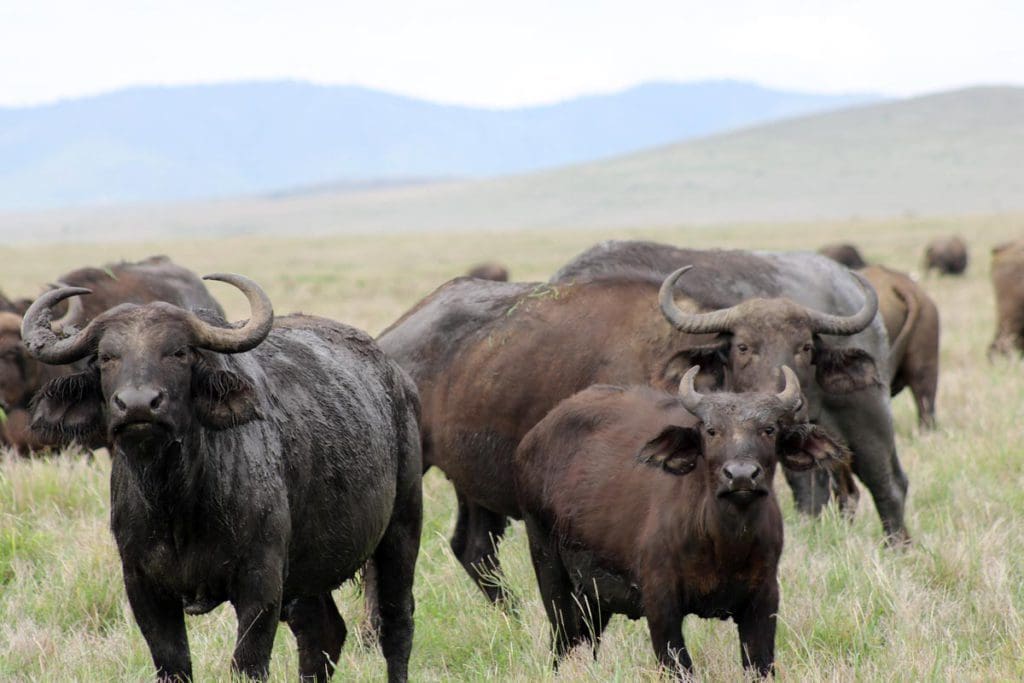 A heard of water buffalo run through a field in Kenya.  